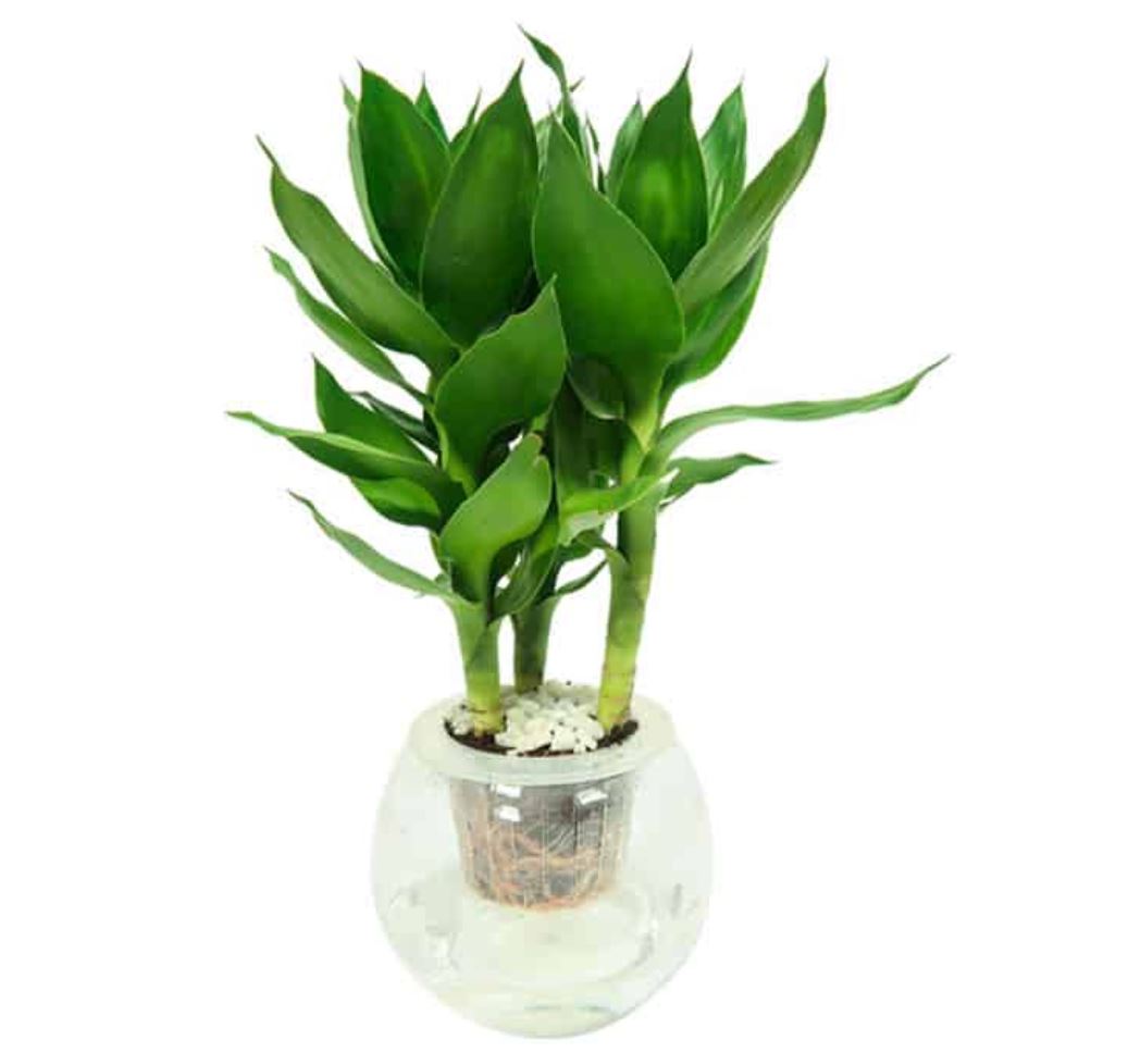 C&acirc;y Ph&aacute;t T&agrave;i B&uacute;p Sen